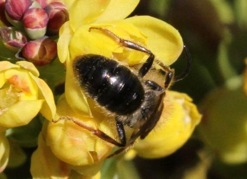 Réf. 204 034 : Andrena sp.